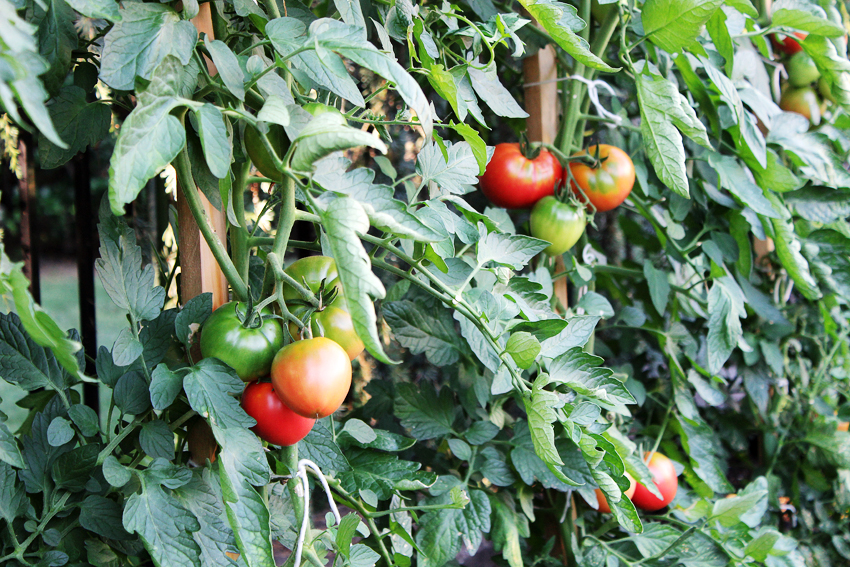 6a016304717e14970d01761766998b970c